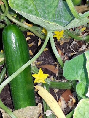 Cucumbers in garden